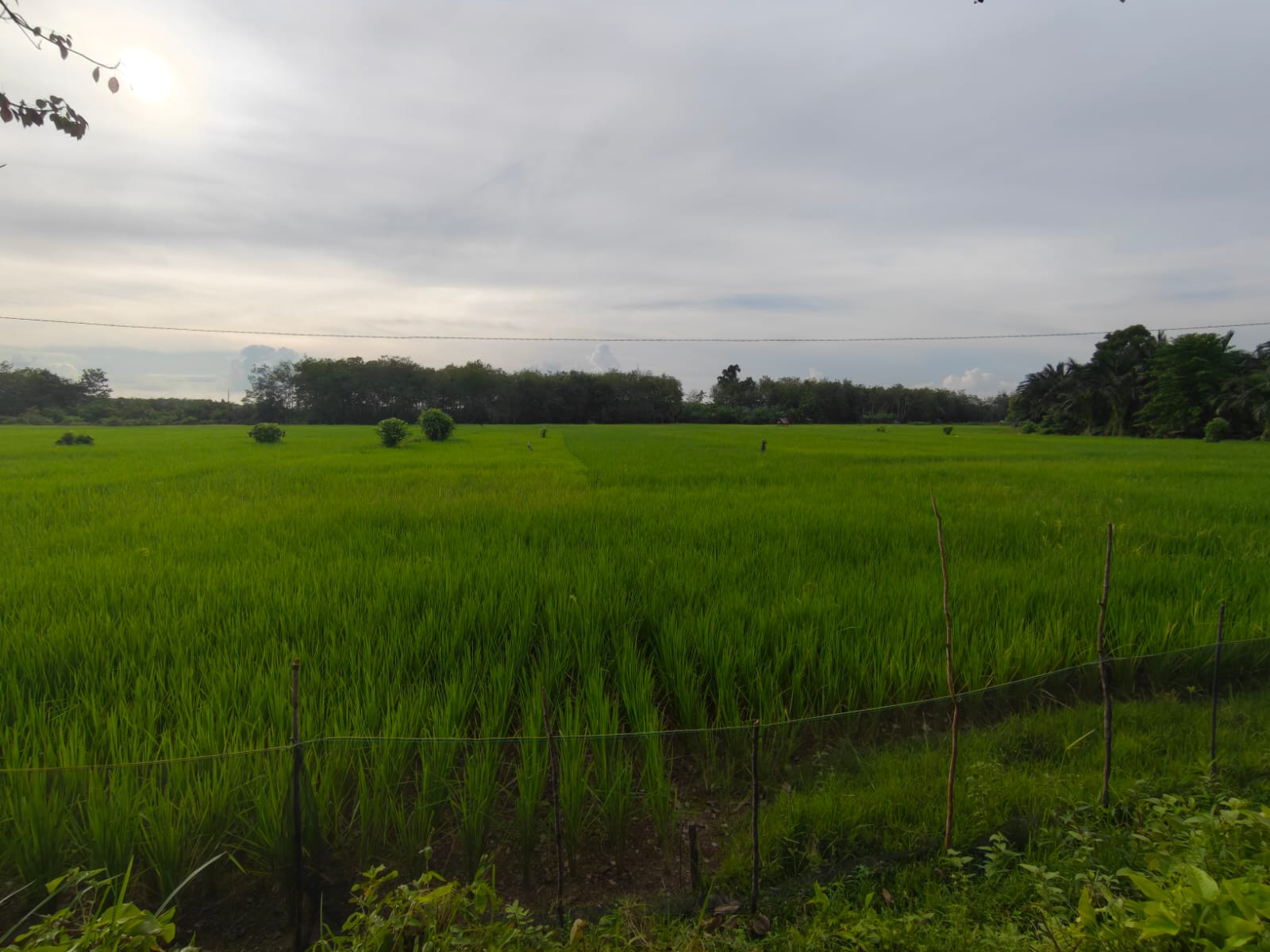 Pertanian & Perkebunan